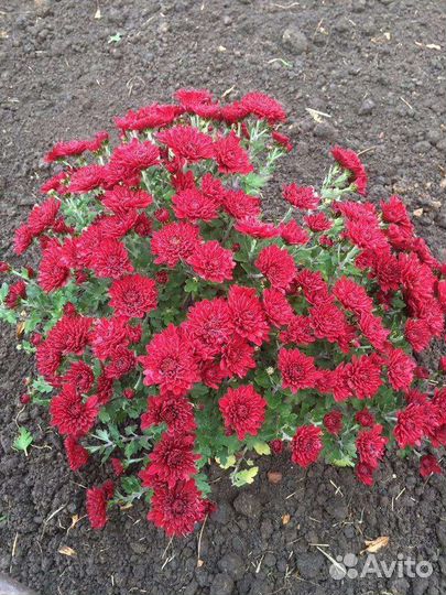 Кусты хризонтем