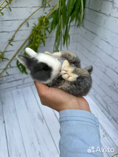 Ручные мини крольчата тут