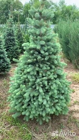 Елка голубая