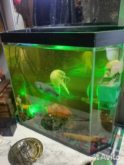 Аквариум и рыбки