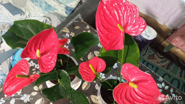 Комнатные цветы антуриум