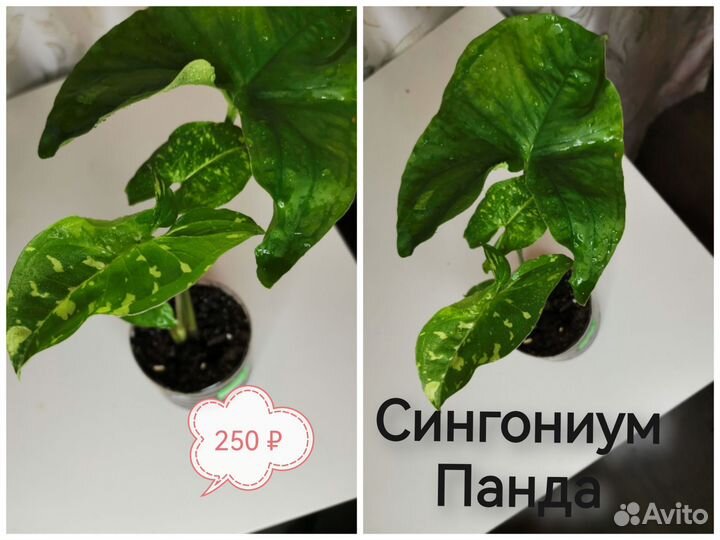 Сингониумы