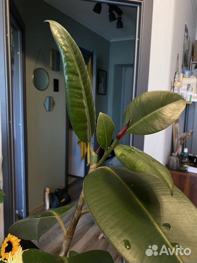 Фикус каучуконосный