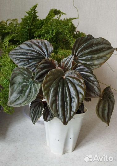 Пеперомии сортовые