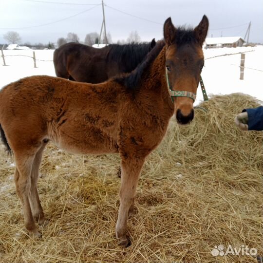Жеребец кросс американский рысак