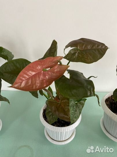 Сингониумы