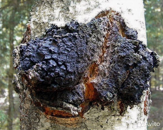 Берёзовый гриб чага