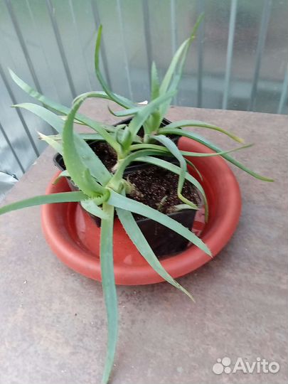 Комнатные цветы