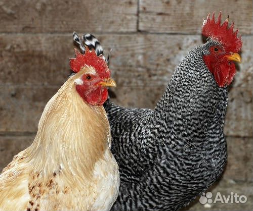 Петухи
