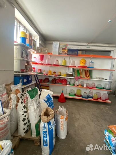 Семена красного клевера