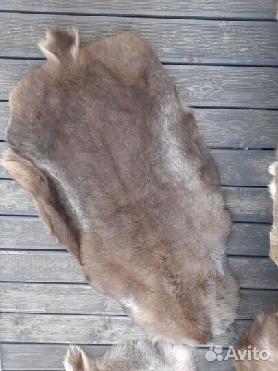 Шкура заполярного оленя выделанная