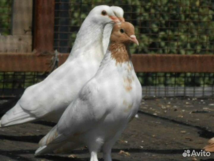 Продам (обменяю) голубей