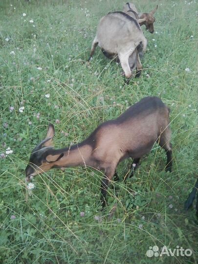 Продам дойную козу и козочку