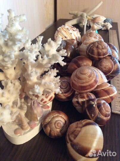 Морские ракушки, раковины и кораллы