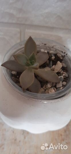 Суккуленты