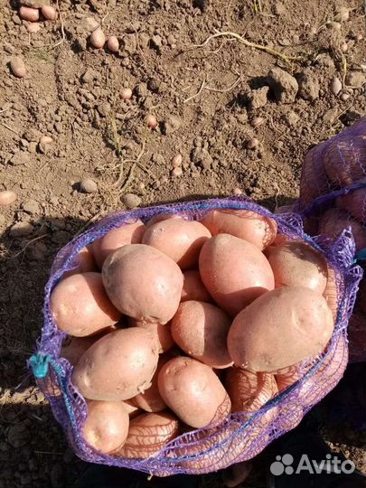 Продам картофель