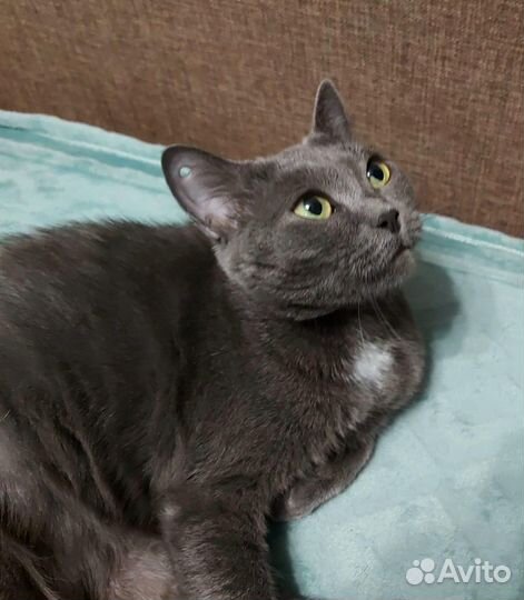 Отдам бесплатно