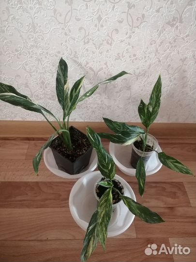 Спатифиллумы много сортов