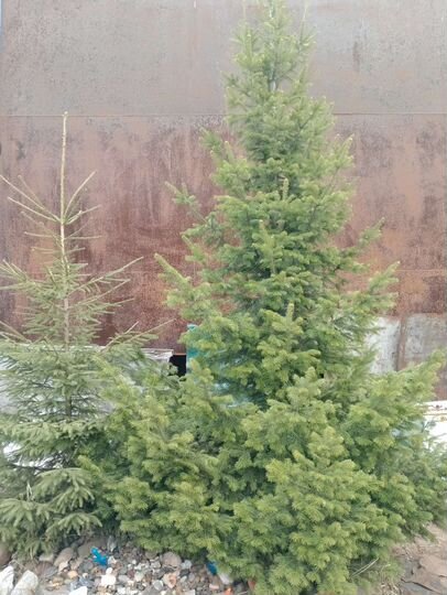 Участок 9,7 сот. (СНТ, ДНП)