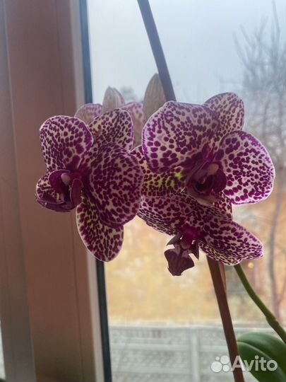 Орхидея фаленопсис Дикий кот