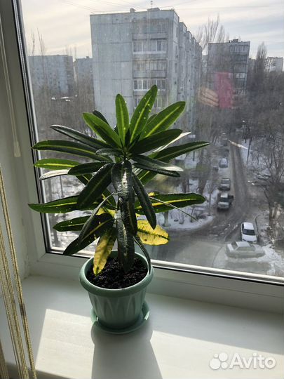 Кротон