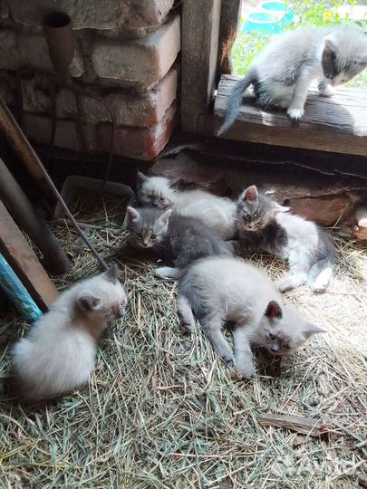 Котенок в дар бесплатно