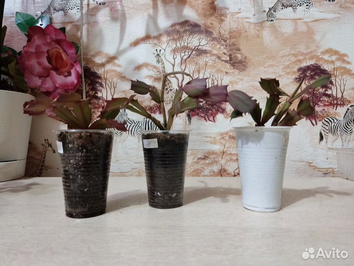 Шлюмбергера, дорстения, каланхоэ(суккуленты)