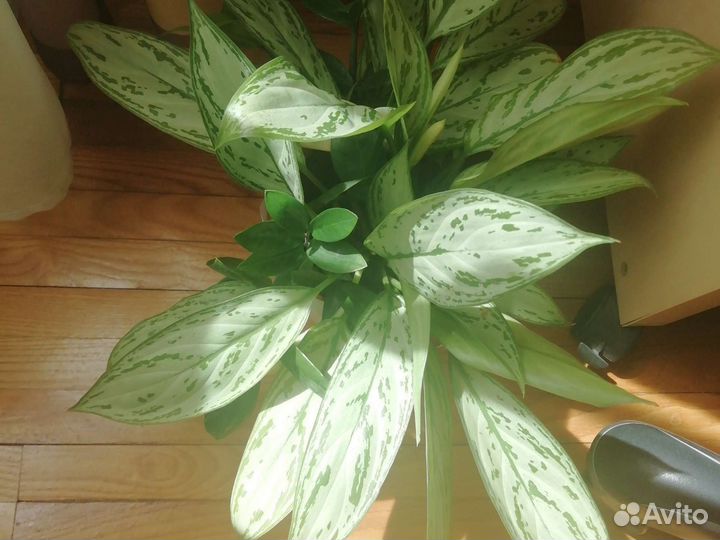 Продам замиокулькас, шефлера, аглаонома