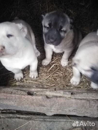 Продам щенков алабая