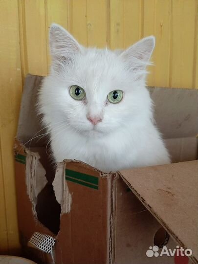 Кошка в дар