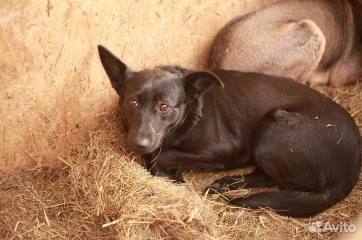 Трехлапочка Габби ждет чудо