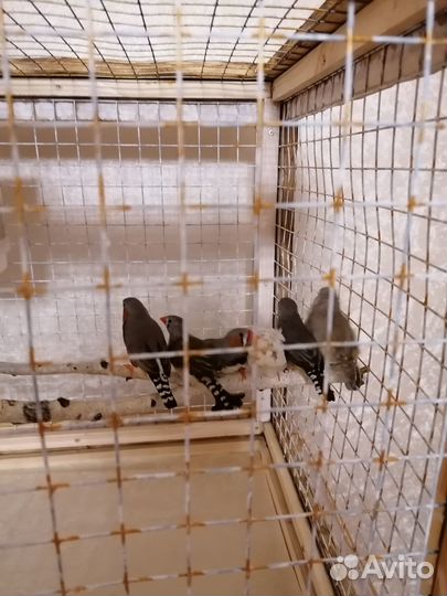 Зебровые амадины