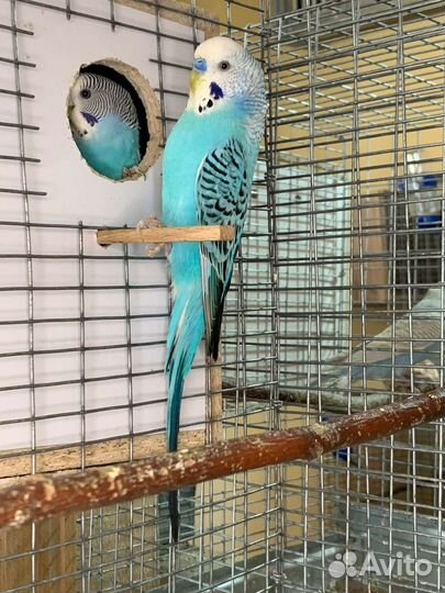 Волнистый попугай