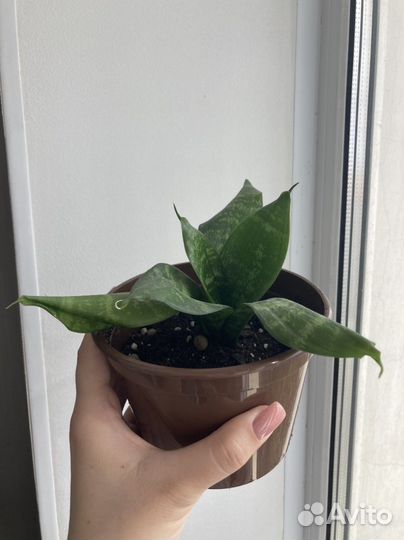 Сансевиерия щучий хвост комнатные растения