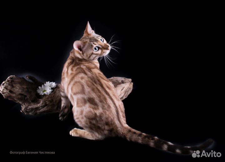 Вязка бенгальский кот Elisey Crimean Pride