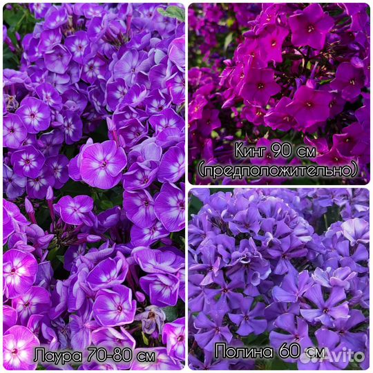 Флоксы Хоста Вероника Гейхеры Садовые растения