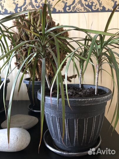 Комнатные цветы