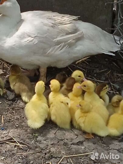 Мускусные утки тяжёлой линии, индоутята, цыплята