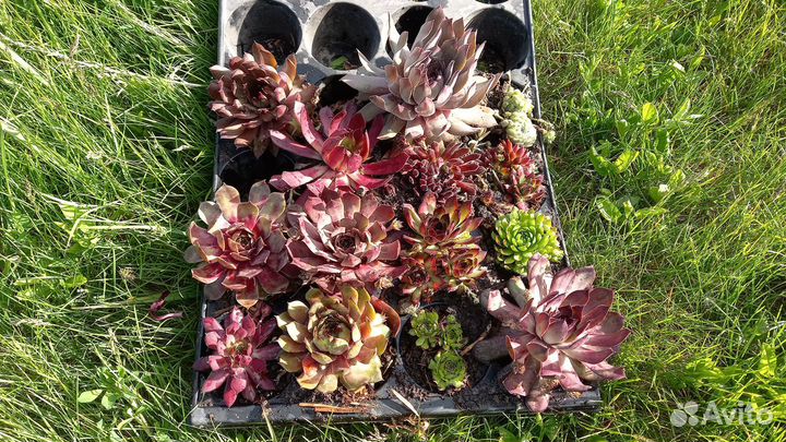 Почвопокровники и суккуленты-очитки и молодило