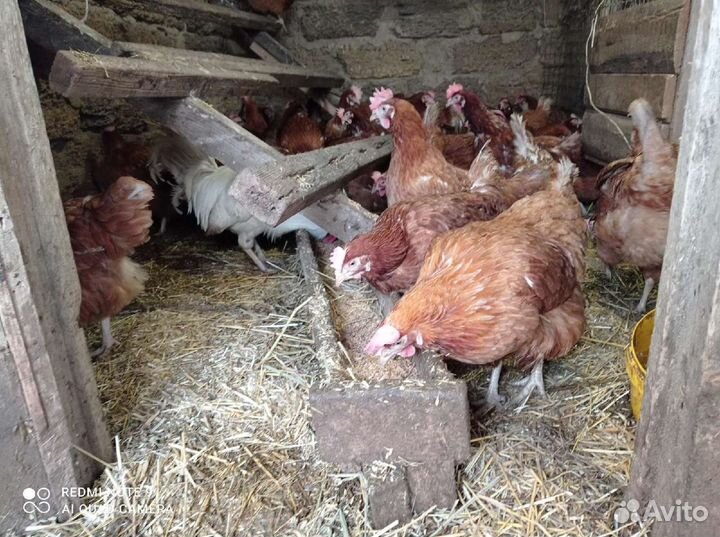 Куры несушки