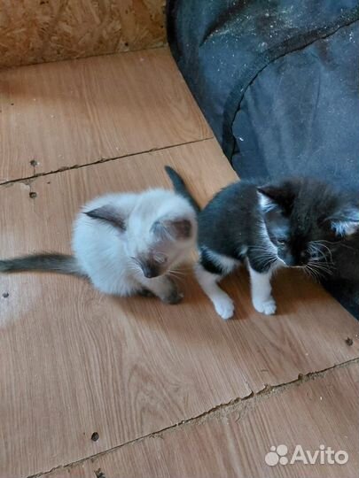 Котята в добрые руки бесплатно