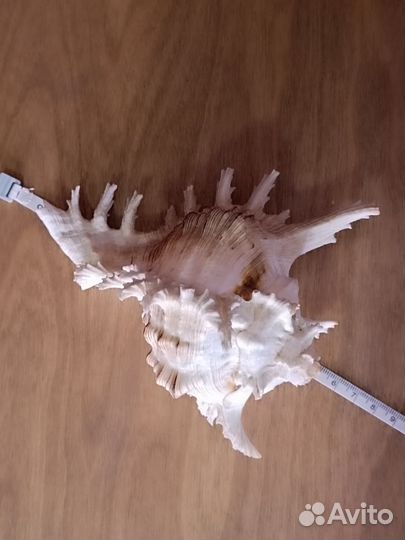 Ракушки мурекс