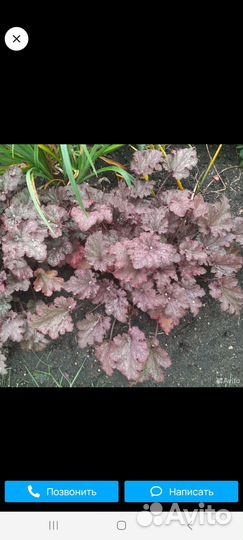 Декоративная гейхера