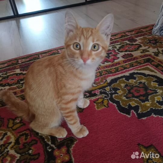 Ищем хозяев для котика