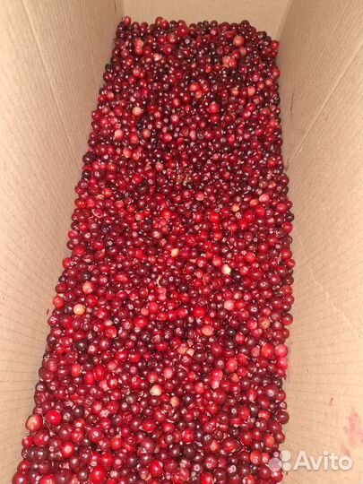 Клюква свежая