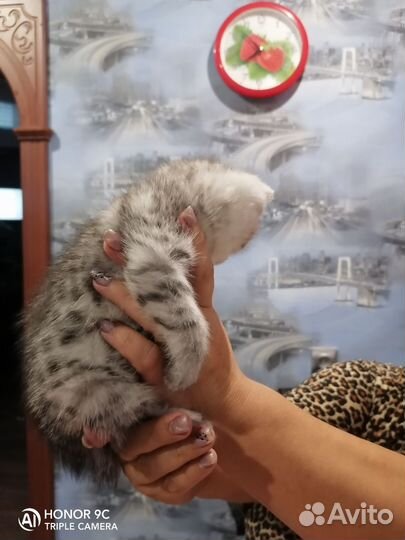 Кот курильский бобтейл