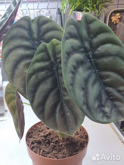 Алоказия Ред секрет