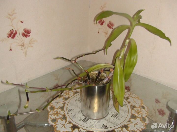 Растение для украшения интерьера