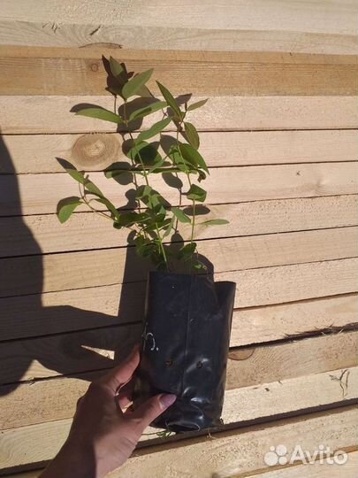 Жимолость Канадская опт Розница 25Сортов