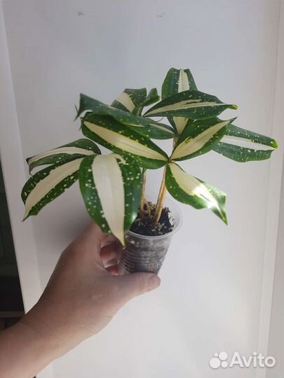 Драцена милки вей (млечный путь)